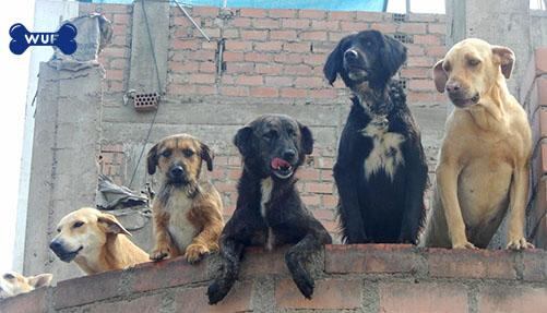 Aquí un grupo de perros del albergue Amor y Rescate no pueden más de la emoción al ver llegar la WUF van llena de comida donada. (Foto: Andrea Carrión)