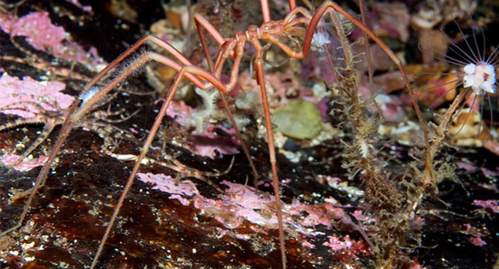 Alto contenido de oxígeno de las aguas sería causante de \"gigantismo\" en arañas marinas. (Foto: wikimedia.org / Referencial)