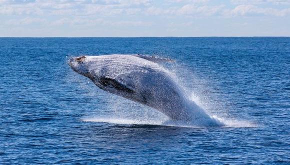Los científicos también estudiarán las heces de las ballenas. (Foto: Pezibear en pixabay.com / Bajo licencia Creative Commons)