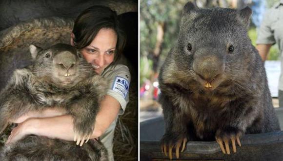 'Patrick', el wombat más viejo del mundo