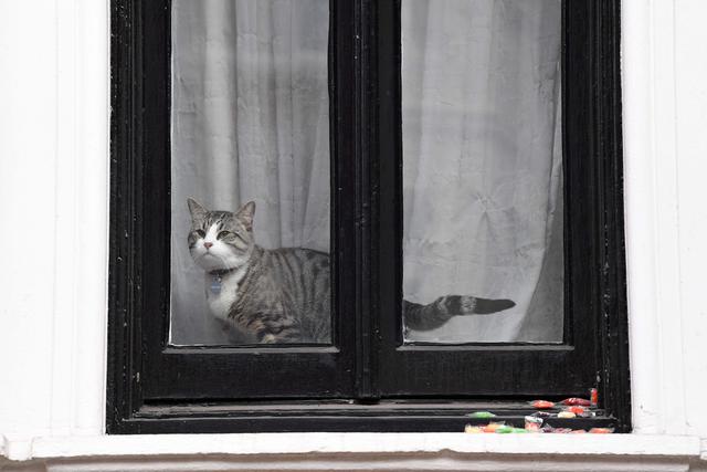 El gato de Julian Assange lo acompañó por años en la embajada de Ecuador en Londres. Fue puesto a salvo y retirado de la sede diplomática antes de que el fundador de WikiLeaks fuera detenido. (AFP)
