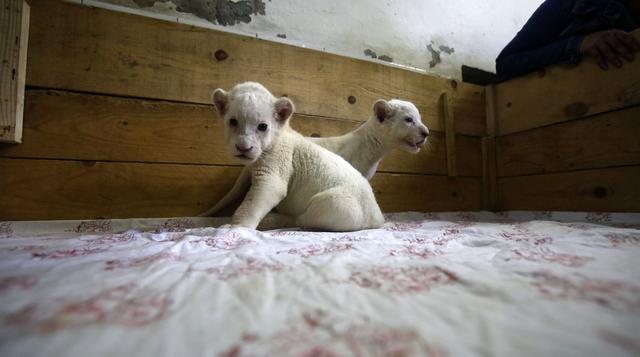 Dos crías de leones blancos, los nuevos engreídos de Belgrado - 1