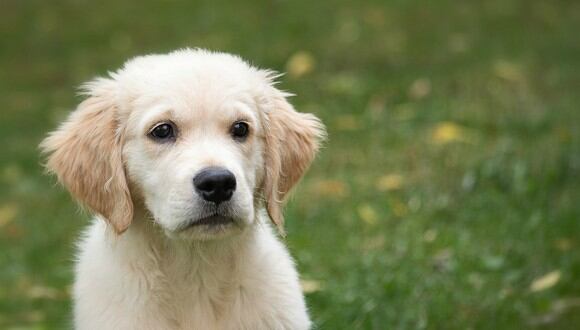En el primer año de vida, un perro madura muchísimo más rápido que una persona. (Foto: Referencial/Pixabay)