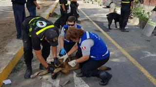 Un can resultó herido durante gresca entre serenos de Ate y La Molina