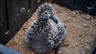 México: la historia de los albatros que adoptaron polluelos de otra especie para salvarlos