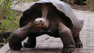 La historia de "Pepe el Misionero", la tortuga más popular de Galápagos