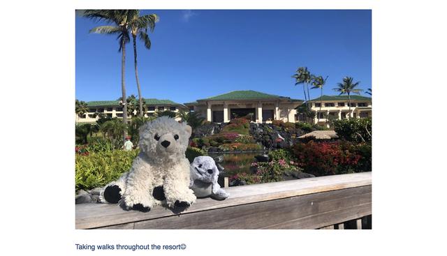 Dos peluches tuvieron unas vacaciones de lujo tras ser olvidados en un hotel de Hawaii. (Grand Hyatt Kauai / Facebook)