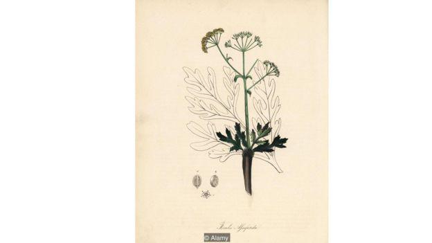 Se cree que el silfio era un pariente cercano de la asafétida (Foto: Alamy)