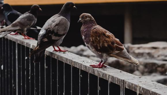 Las palomas son muy complicadas de combatir, pero estos trucos te permitirán alejarlas de tus ambientes. (Foto: Pexels)