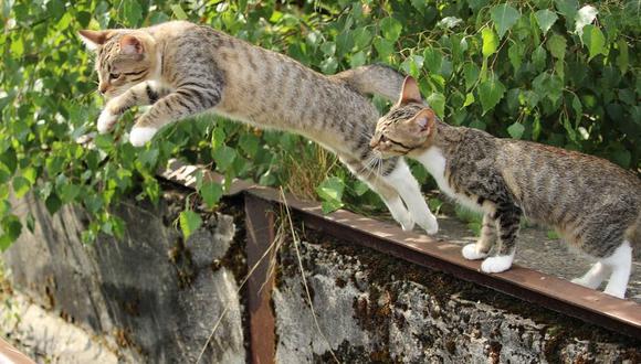 Los gatos disfrutan saltar desde las alturas. (Foto: Pixabay)