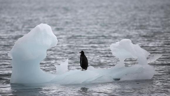 Un pingüino se posa sobre un iceberg en el sur de la Antártida. (Foto de ALEXANDRE MENEGHINI / REUTERS)