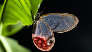 Parque Nacional del Manu: los tesoros del paraíso de la selva peruana que cumple 50 años