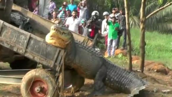 Facebook: rescatan a un cocodrilo gigante en Sri Lanka [VIDEO]
