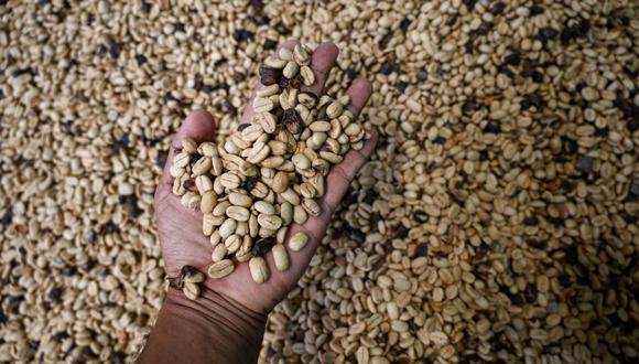 El café arábica surgió hace 600 mil años en los bosques de Etiopía de la hibridación natural de otras especies de café.