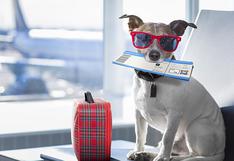 8 cosas que debes saber si piensas viajar con tu mascota al extranjero