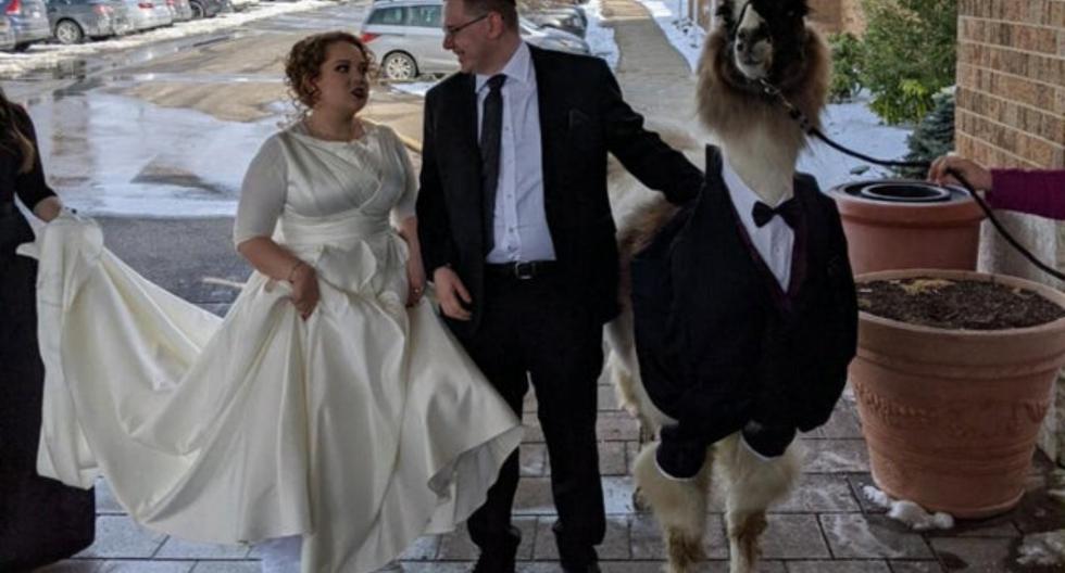 La presencia del auquénido en la boda es parte de la promesa que el Mendl le hizo a su hermana Riva para el día que se case. (Captura de pantalla)