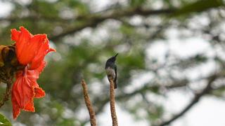 Tumbes: nueva especie de ave es registrada en el Parque Nacional Cerros de Amotape