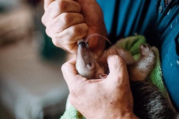 Caso de nutria bebé sacada de su hábitat recuerda mensaje: ¡Deja en paz a  la fauna silvestre!, Ecología, La Revista