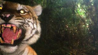 ¿Cómo Laos perdió a sus tigres? La crisis de las trampas de cazadores