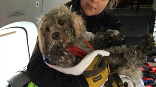 Ben, el perro que sobrevivió dos días a las gélidas temperaturas de una montaña en Escocia