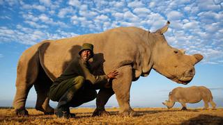 Recorre el mundo ayudando animales con estos voluntariados