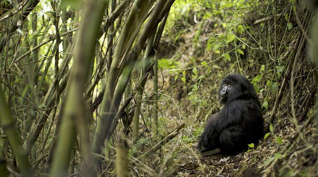 Gorilas: conócelos de cerca en un trekking por Ruanda  - 4