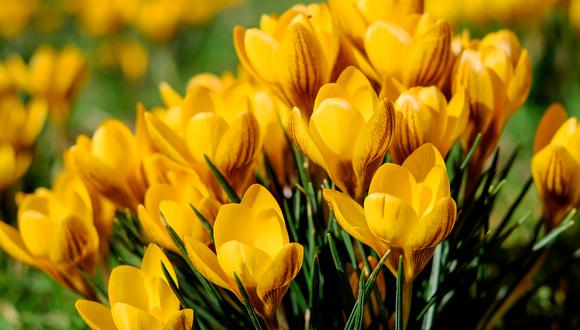 Flores amarillas en TikTok: ¿de qué trata esta nueva tendencia y qué significado tiene? | Foto: Pixabay