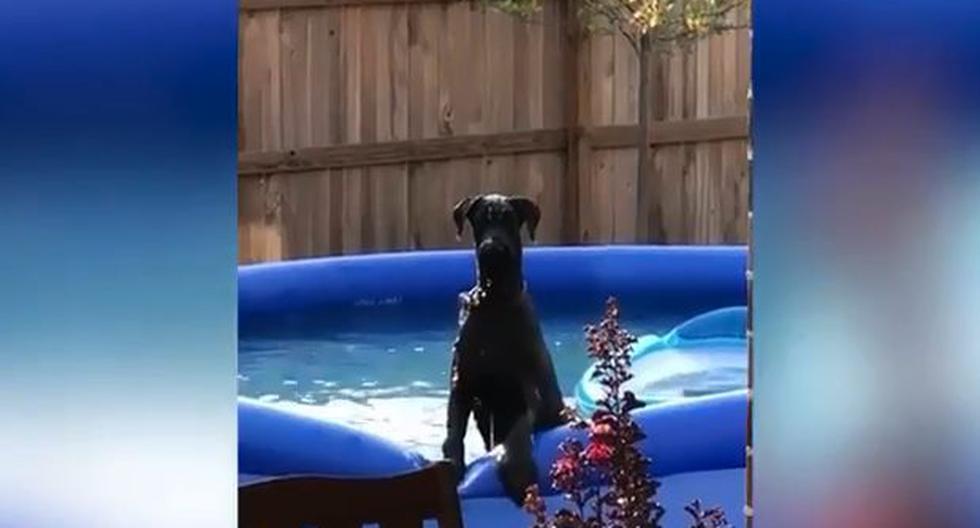 Facebook Viral La Divertida Reacción De Un Perro Al Ser Sorprendido Por Su Dueño En La Piscina 7503