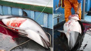 Carne de delfín fue decomisada en restaurante del Callao 