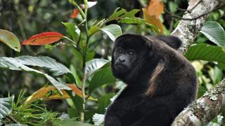 Día Internacional de los Primates: el 40% de primates endémicos de la región está bajo amenaza 
