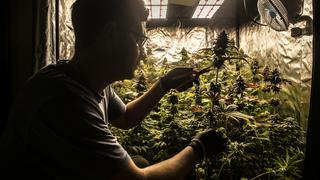 ¿Cómo operan las asociaciones de cultivo de cannabis para fines medicinales?