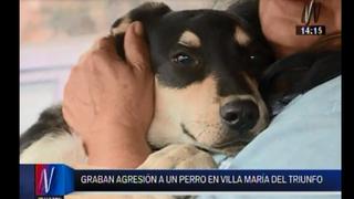 Rescatan a perro que era maltratado por familia en Villa María del Triunfo