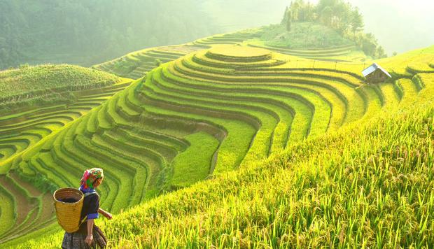 En el distrito de Mu Cang verás las terrazas de arroz en Vietnam. (Foto: iStock)