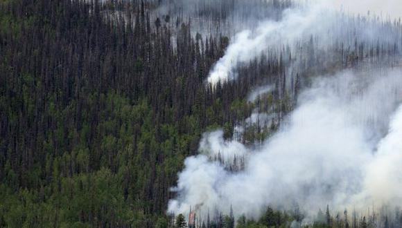 EE.UU.: Estado de Colorado tiene 834 mlls de árboles muertos