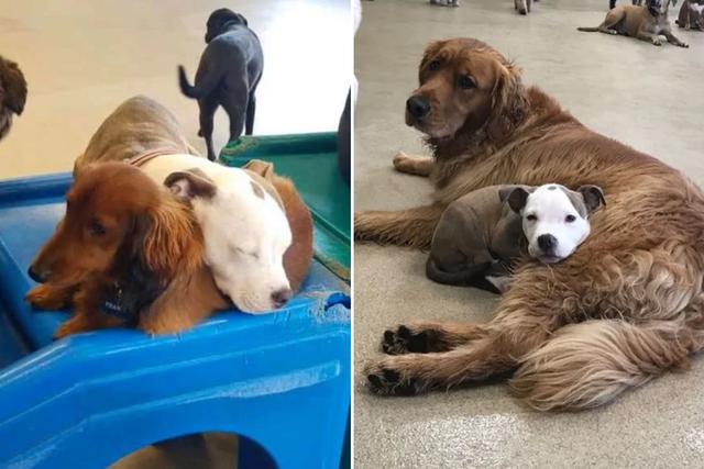 Una cachorrita causó sensación en las redes sociales por escoger siempre los perros más cómodos para descansar. (Foto: brigottfried en Instagram)