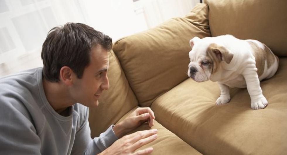 Descubre las cosas que debes enseñarle a tu cachorro. (Foto: ThinkStock)