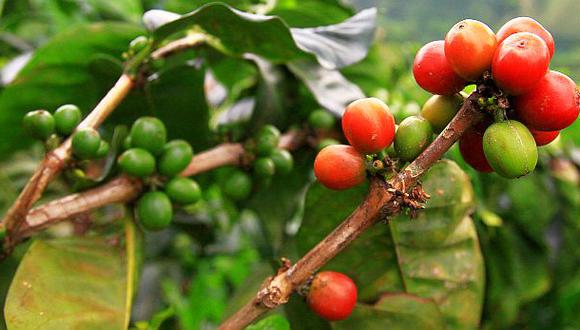 Se renovaron 15 mil hectáreas de café en la selva peruana