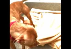 YouTube: perro que ‘hace su cama’ fue adoptado | VIDEO