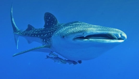 Estos tiburones habitan en los océanos cálidos y tienen un máximo de 12 metros de largo. (Foto referencial - Pexels)