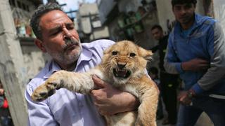 Dos cachorros de león viven con una familia en Gaza