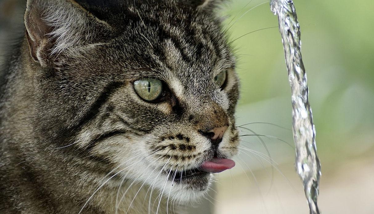 El pequeño felino tenía claro que no se iba a quedar con las ganas de beber agua. (Pixabay / suju)