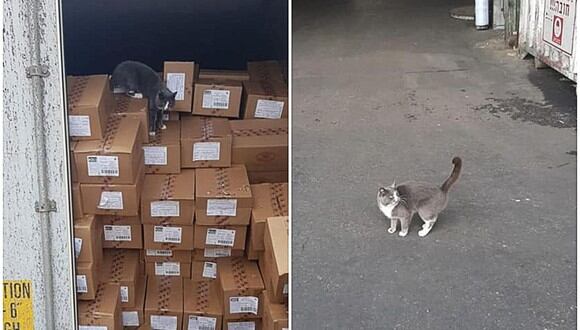 Un gato ucraniano se ha vuelto viral tras sobrevivir 3 semanas dentro de un contenedor. (Foto: Star Shine Shipping LTD / Facebook)