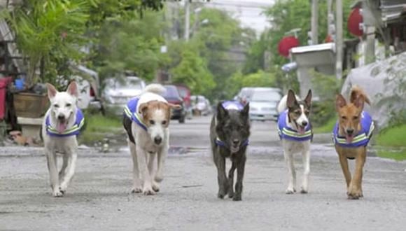 Estos perros son parte del equipo Watch Dogs, creado con la idea de velar por la seguridad de las comunidades de la capital tailandesa.