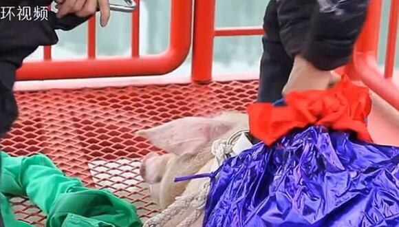 Maltrato animal: promocionan parque temático en China realizando puenting con un cerdo. | Foto: Captura