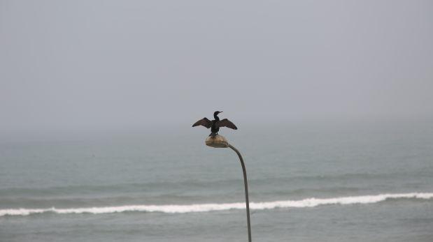 El Regatas, los jóvenes y la guerra, por Roxanne Cheesman