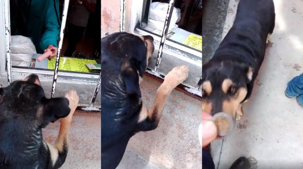 En México, un can de la calle fue filmado en un video de Facebook mientras recibía una moneda para comprarse una salchicha. La reacción de los usuarios convirtió en viral al clip. (Foto: captura).