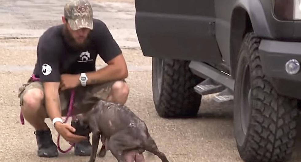 La pitbull acaba de ser madre y había sido separada de sus cachorros, situación que no dejaría tranquilos a un grupo de rescatistas. (Foto: Captura de YouTube)