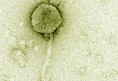 Descubren bacteriófago que puede controlar al bacilo del ántrax