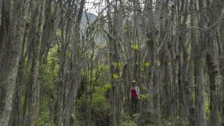 El bosque de Talavera, un destino del Perú donde se estira una floresta impensada