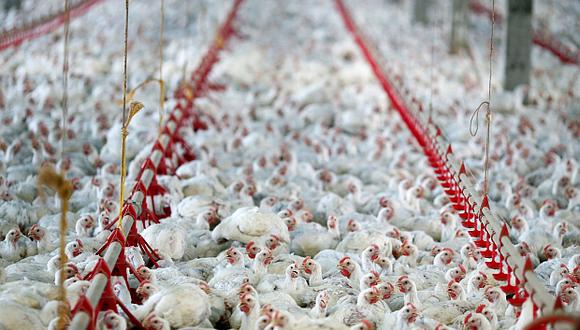 Brasil es el principal proveedor de pollo a nivel mundial. (Foto: Reuters)
